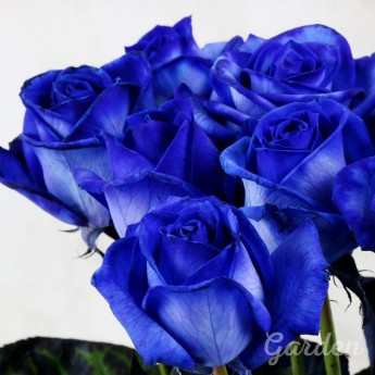 15 синих роз